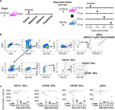 Dynamic Changes in the Phenotype of Dendritic Cells in the Uterus and Uterine Draining Lymph Nodes After Coitus